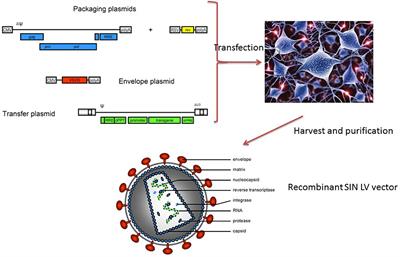 Autologous Stem-Cell-Based Gene Therapy for Inherited Disorders: State of the Art and Perspectives